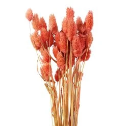 Cheap ✔️ 6 Pack: Coral Poa Grass Bundle by Ashland® ⌛ 8 Cheap ✔️ 6 Pack: Coral Poa Grass Bundle by Ashland® ⌛ -Ashlandty Shop 10628612 2