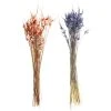 Wholesale ⌛ 8 Pack: Assorted Star Grass Bundle by Ashland® 🤩 -Ashlandty Shop 10628613 1