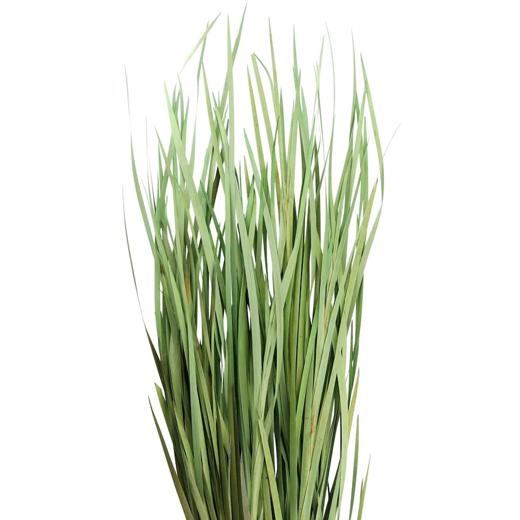 Cheapest ⌛ 8 Pack: Green Magnolia Flax Grass Bundle by Ashland® 🎉 4 Cheapest ⌛ 8 Pack: Green Magnolia Flax Grass Bundle by Ashland® 🎉 - Image 2