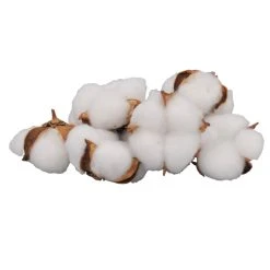 Best reviews of 😀 White Cotton Pod Decorative Filler by Ashland® 💯 -Ashlandty Shop 10675976 3