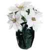 Best Sale ๐ White Potted Poinsettia with Green Foil by Ashland® โ 2 Best Sale ๐ White Potted Poinsettia with Green Foil by Ashland® โ -Ashlandty Shop 10676008 1