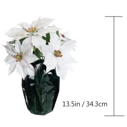 Best Sale 👏 White Potted Poinsettia with Green Foil by Ashland® ⌛ -Ashlandty Shop 10676008 3