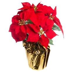 Wholesale 🎉 Red Velvet Potted Poinsettia with Gold Foil by Ashland® 😉