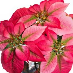 Wholesale ⌛ Pink Potted Poinsettia with Gold Foil by Ashland® ⭐ -Ashlandty Shop 10676020 2