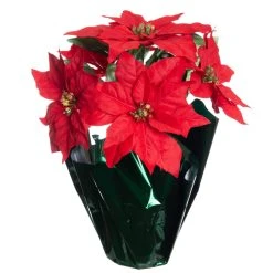 Top 10 🎉 Red Potted Poinsettia with Green Foil by Ashland® 😉