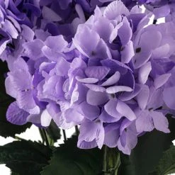 Best Pirce ✨ 12 Pack: Purple Hydrangea Bush by Ashland® 🥰 -Ashlandty Shop 10677449 20 1