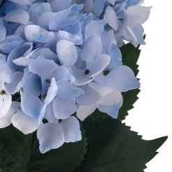 Best reviews of 😀 Light Blue Hydrangea Bush by Ashland® ✨ -Ashlandty Shop 10677452 20 1