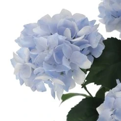 Best reviews of 😀 Light Blue Hydrangea Bush by Ashland® ✨ -Ashlandty Shop 10677452 3 1