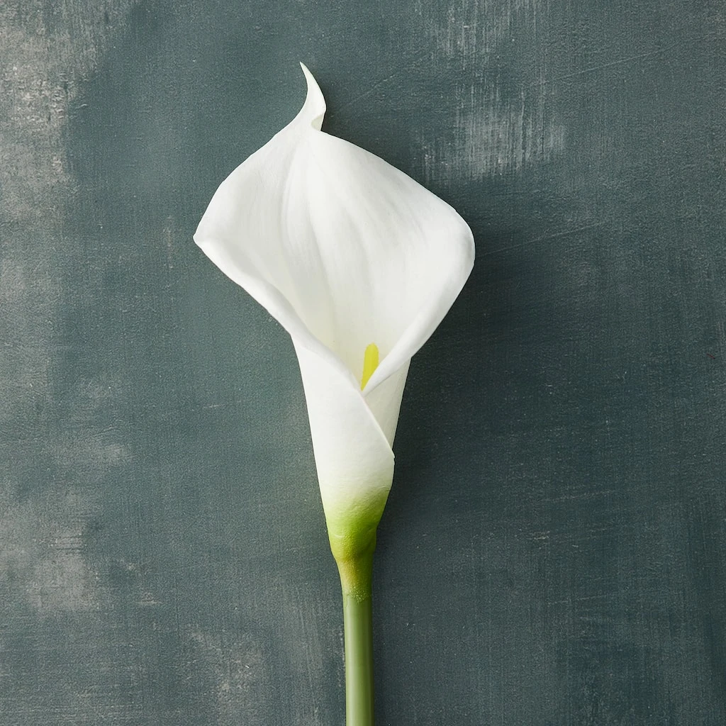 Outlet π― White Calla Lily Stem by Ashland® π 4 Outlet π― White Calla Lily Stem by Ashland® π - Image 2