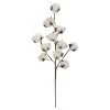 Coupon β Cotton Stem by Ashland® π 1 Coupon β Cotton Stem by Ashland® π -Ashlandty Shop 10679177 1