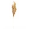 Budget ❤️ Wispy Pampas Grass Stem by Ashland® ✨ -Ashlandty Shop 10679178 1