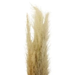 Cheapest ⌛ Natural Brown Pampas Bunch by Ashland® 😉 -Ashlandty Shop 10697588 2