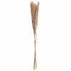 Buy ⌛ Mini Natural Brown Pampas Bunch by Ashland® 🥰 -Ashlandty Shop 10698883 1