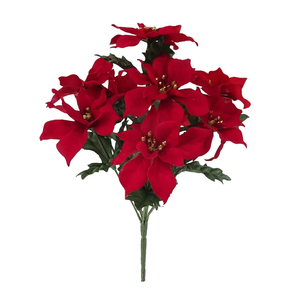 Cheap ✔️ Crimson Poinsettia Bush by Ashland® 🔥 3 Cheap ✔️ Crimson Poinsettia Bush by Ashland® 🔥