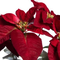 Best Pirce 😉 Dark Red Velvet Poinsettia Bush by Ashland® 😍 -Ashlandty Shop 10700147 2