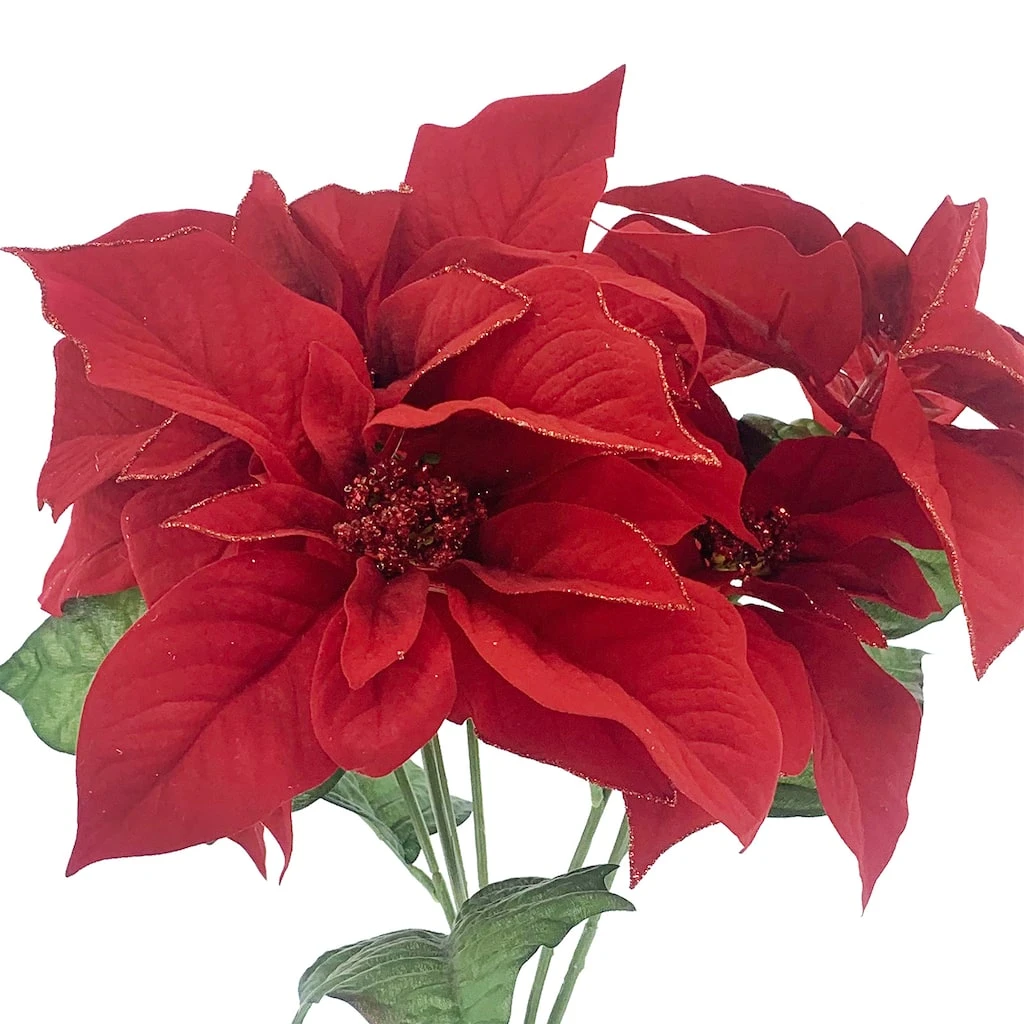 Outlet β Dark Red Poinsettia Bush by Ashland® π 4 Outlet β Dark Red Poinsettia Bush by Ashland® π - Image 2
