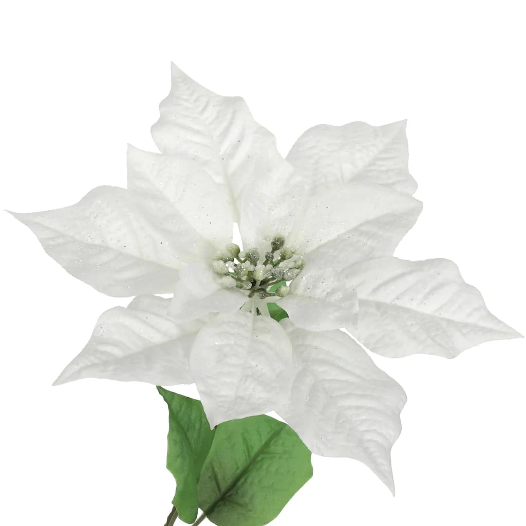 Best deal ๐ Cream Poinsettia Bush by Ashland® ๐งจ 4 Best deal ๐ Cream Poinsettia Bush by Ashland® ๐งจ - Image 2