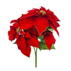 Best Pirce ✨ Red Poinsettia Bush with Gold Edge by Ashland® ✨