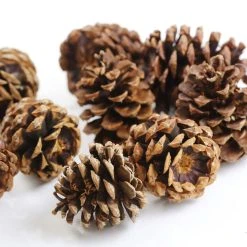 Discount ❤️ Cinnamon Scented Pinecones by Ashland® 🎉 -Ashlandty Shop 10701018 3