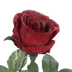 Cheap ⌛ Iced Red Rose Stem by Ashland® ⭐ -Ashlandty Shop 10701048 3