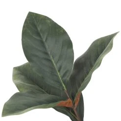 Best Pirce π Dark Green Magnolia Leaf Stem by Ashland® β¨ 7 Best Pirce π Dark Green Magnolia Leaf Stem by Ashland® β¨ -Ashlandty Shop 10701060 3