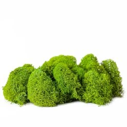 Buy ✔️ Green Reindeer Moss by Ashland® 🔥 -Ashlandty Shop 10703339 2