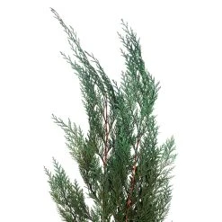 Deals ⌛ Assorted Dried Cedar Bouquet by Ashland® 🤩 5 Deals ⌛ Assorted Dried Cedar Bouquet by Ashland® 🤩 -Ashlandty Shop 10703769 2