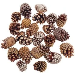 Hot Sale 🤩 Assorted Cinnamon Scented Pinecones by Ashland® 🥰 7 Hot Sale 🤩 Assorted Cinnamon Scented Pinecones by Ashland® 🥰 -Ashlandty Shop 10703830 2