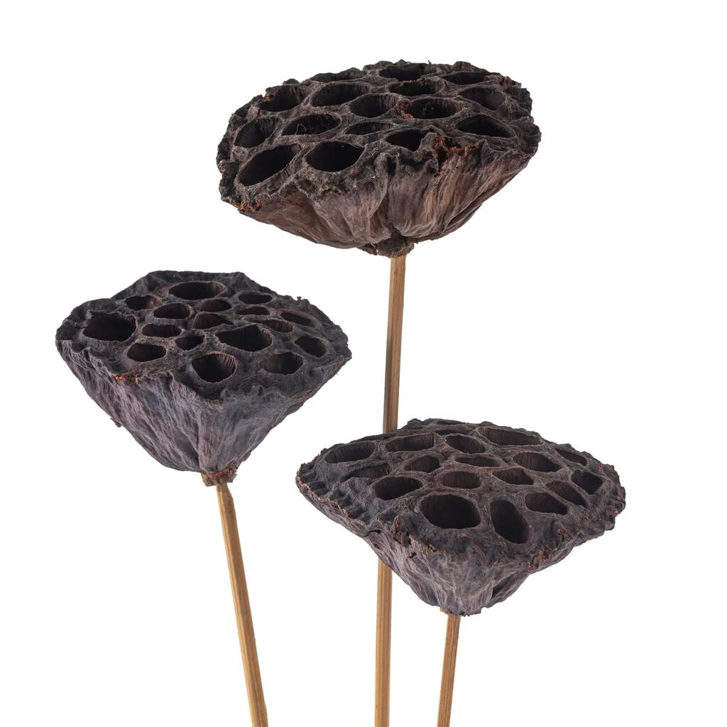 Deals ✨ 12 Pack: Natural Lotus Pods Stem by Ashland® ⌛ 8 Deals ✨ 12 Pack: Natural Lotus Pods Stem by Ashland® ⌛ - Image 6
