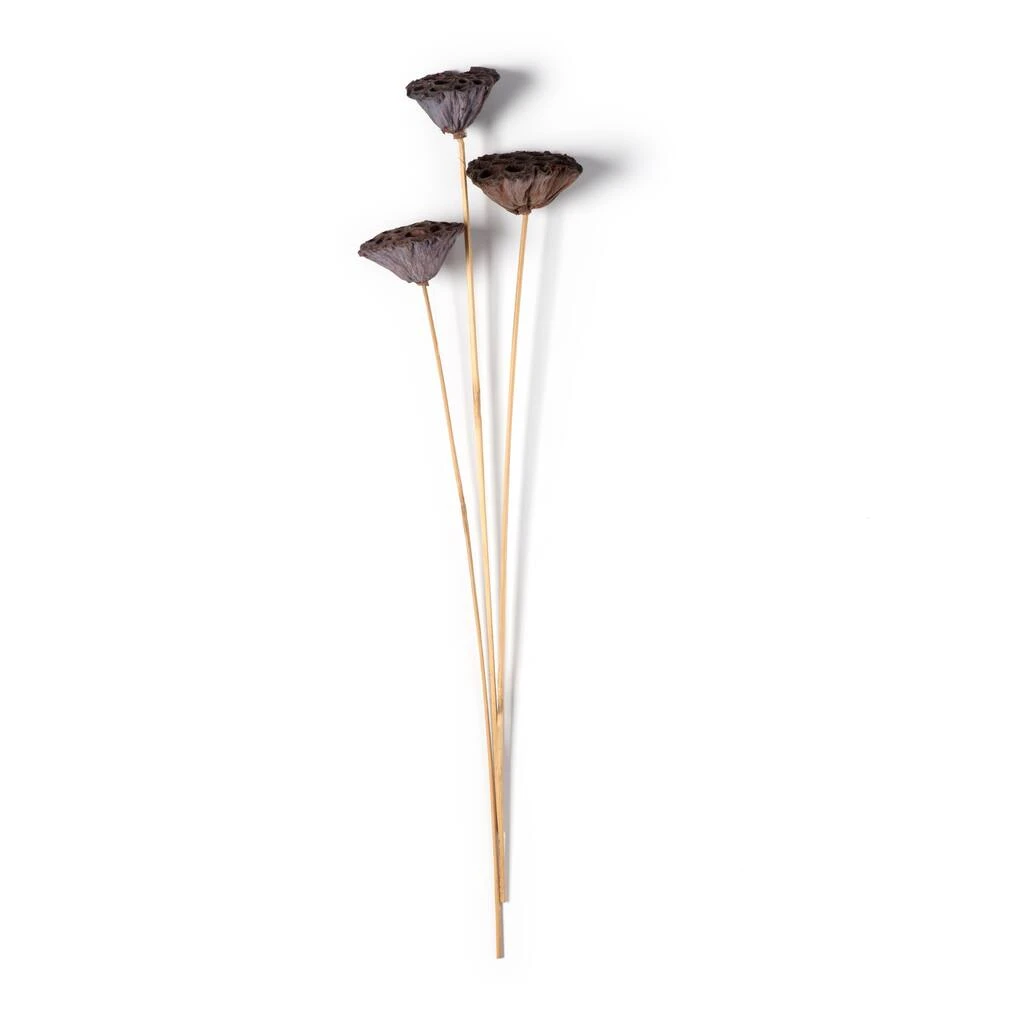 Deals ✨ 12 Pack: Natural Lotus Pods Stem by Ashland® ⌛ 6 Deals ✨ 12 Pack: Natural Lotus Pods Stem by Ashland® ⌛ - Image 4