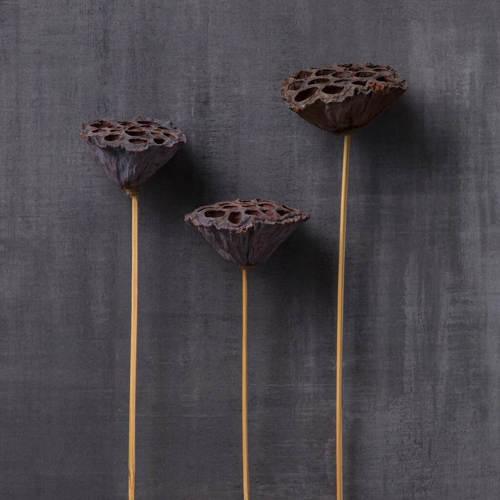 Deals ✨ 12 Pack: Natural Lotus Pods Stem by Ashland® ⌛ 7 Deals ✨ 12 Pack: Natural Lotus Pods Stem by Ashland® ⌛ - Image 5