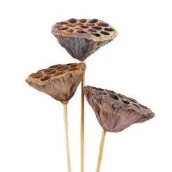 Deals ✨ 12 Pack: Natural Lotus Pods Stem by Ashland® ⌛ 9 Deals ✨ 12 Pack: Natural Lotus Pods Stem by Ashland® ⌛ -Ashlandty Shop MP065712 3