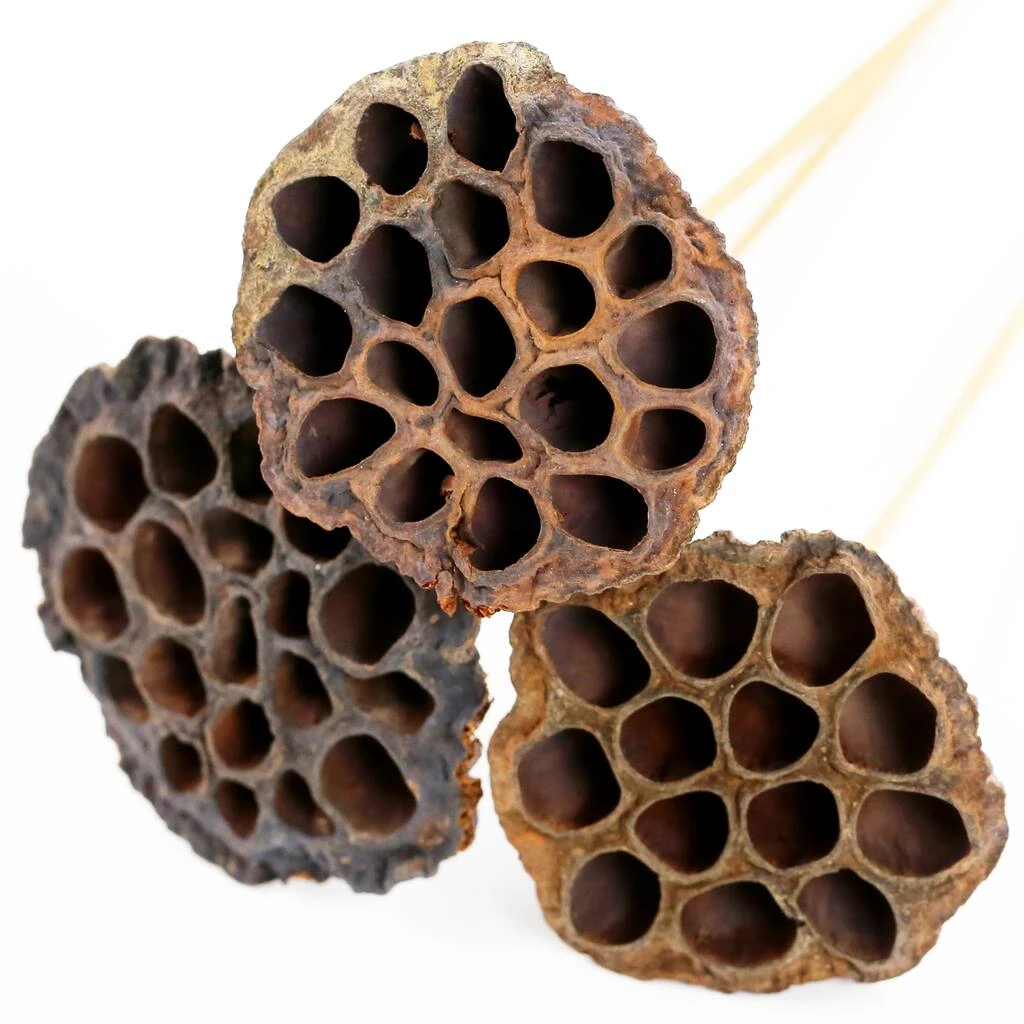 Deals ✨ 12 Pack: Natural Lotus Pods Stem by Ashland® ⌛ 5 Deals ✨ 12 Pack: Natural Lotus Pods Stem by Ashland® ⌛ - Image 3