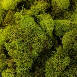 Flash Sale 💯 12 Pack: Reindeer Moss by Ashland® ✨ -Ashlandty Shop MP135038 22