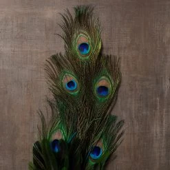 Best deal 🎁 12 Pack: Peacock Feather Pick by Ashland® ✨ -Ashlandty Shop MP150741 25