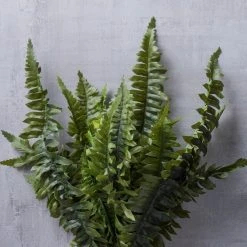 Cheapest 🥰 12 Pack: Boston Fern Bush by Ashland® ❤️ -Ashlandty Shop MP194885 22