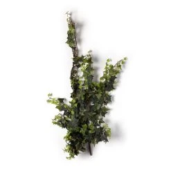 Hot Sale ⌛ 12 Pack: Star Ivy Bush by Ashland® 🥰 -Ashlandty Shop MP194917 21