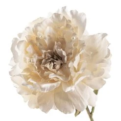 Cheap ⭐ 12 Pack: Cream Pearled Peony Stem by Ashland® 😍 -Ashlandty Shop MP213485 20