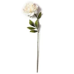 Cheap ⭐ 12 Pack: Cream Pearled Peony Stem by Ashland® 😍 -Ashlandty Shop MP213485 21