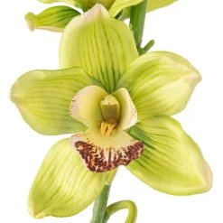 Cheapest 🎉 8 Pack: Pale Green Boat Orchid Stem by Ashland® 💯 -Ashlandty Shop MP230928 20