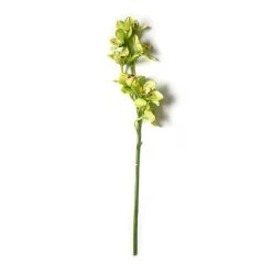 Cheapest 🎉 8 Pack: Pale Green Boat Orchid Stem by Ashland® 💯 -Ashlandty Shop MP230928 21