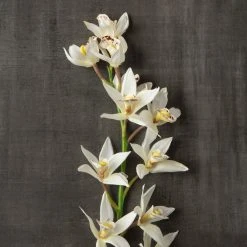 Deals ✔️ 8 Pack: Cream Boat Orchid Stem by Ashland® ⌛ -Ashlandty Shop MP230929 25