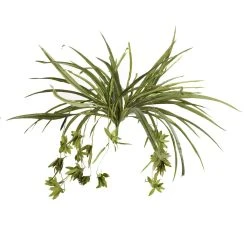 Promo 😉 12 Pack: Green Spider Bush by Ashland® 🔥