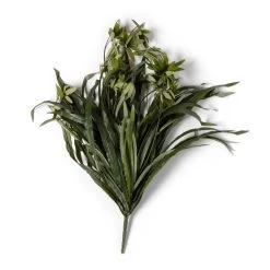 Promo 😉 12 Pack: Green Spider Bush by Ashland® 🔥 -Ashlandty Shop MP240812 21