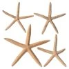 Best deal 👏 6 Packs: 4 ct. (24 total) White Glitter Starfish by Ashland® 👏