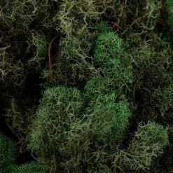 Wholesale 👏 12 Pack: Basil Green Reindeer Moss by Ashland® 👏 -Ashlandty Shop MP284152 22