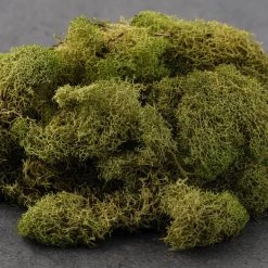 Cheap ✨ 12 Pack: Spring Green Reindeer Moss by Ashland® 🥰 -Ashlandty Shop MP284153 21