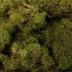 Cheap ✨ 12 Pack: Spring Green Reindeer Moss by Ashland® 🥰 -Ashlandty Shop MP284153 22