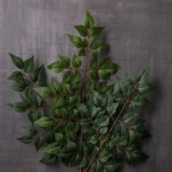 Coupon ❤️ 24 Pack: Green China Dollar Spray by Ashland® 🤩 -Ashlandty Shop MP292511 22