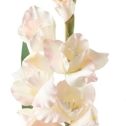 Cheap 🥰 12 Pack: White Gladiolus Stem by Ashland® 🌟 -Ashlandty Shop MP297020 20
